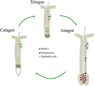 Hair Graying Regulators Beyond Hair Follicle